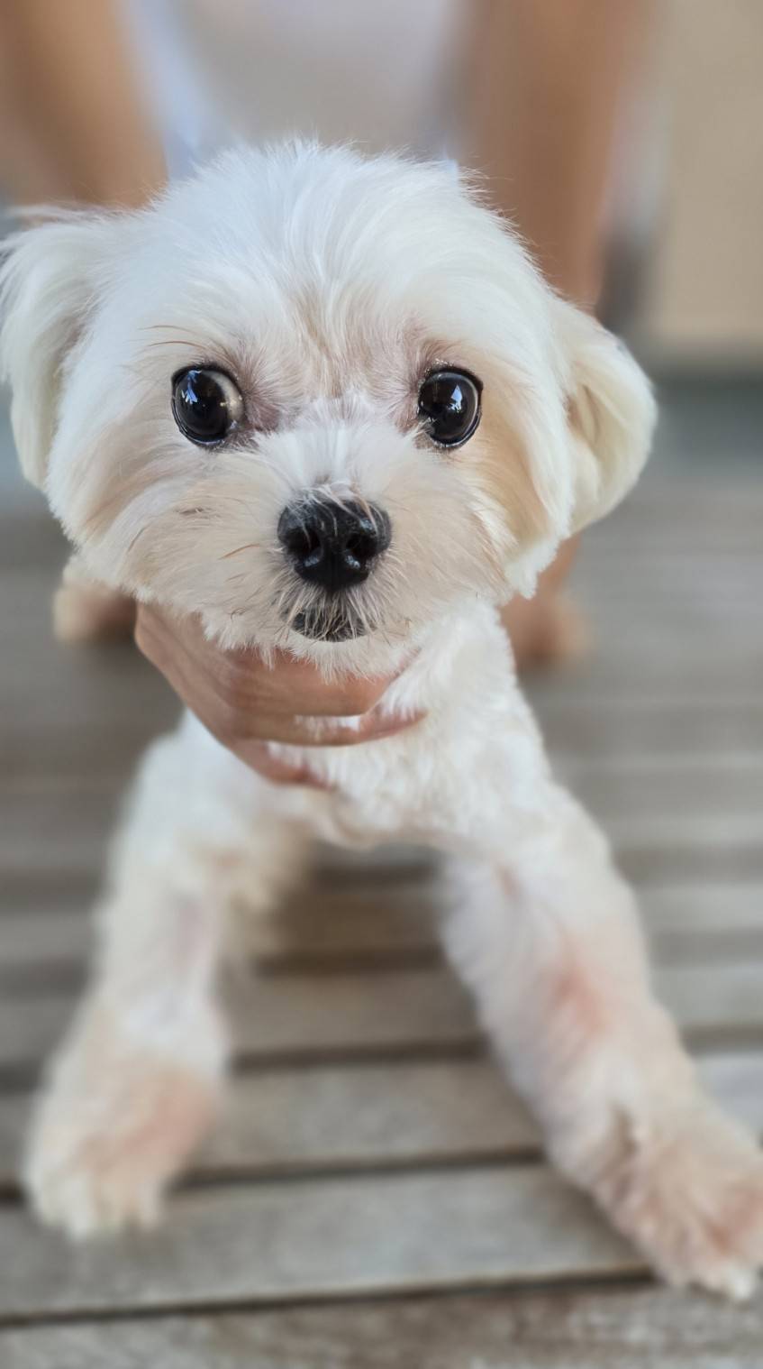 華clubで預かっている里親を探している保護犬です。