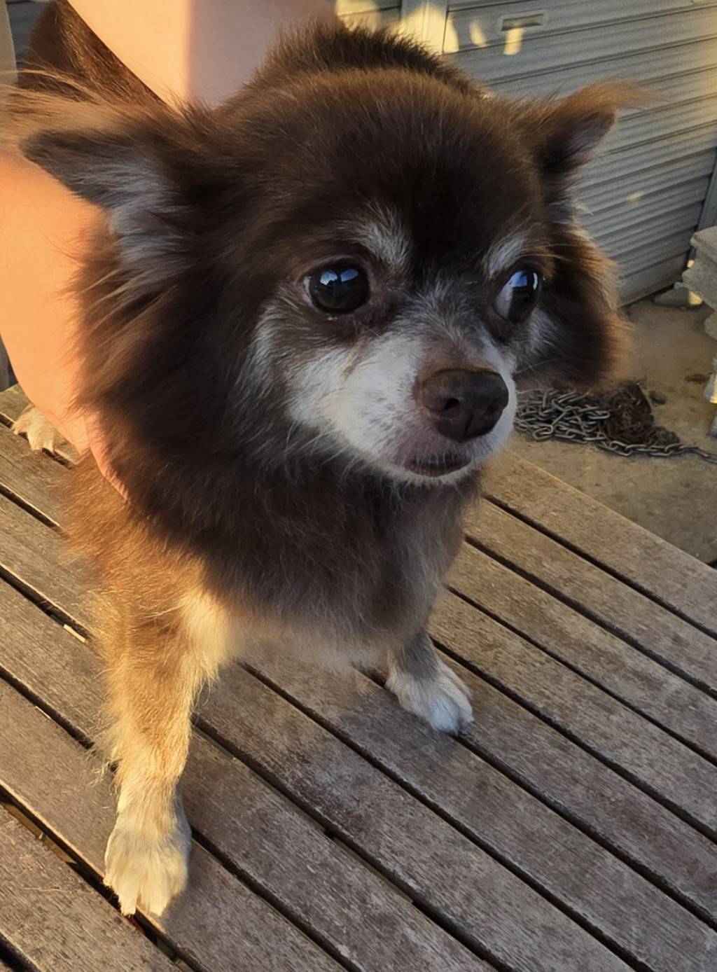 華clubで預かっている里親を探している保護犬です。