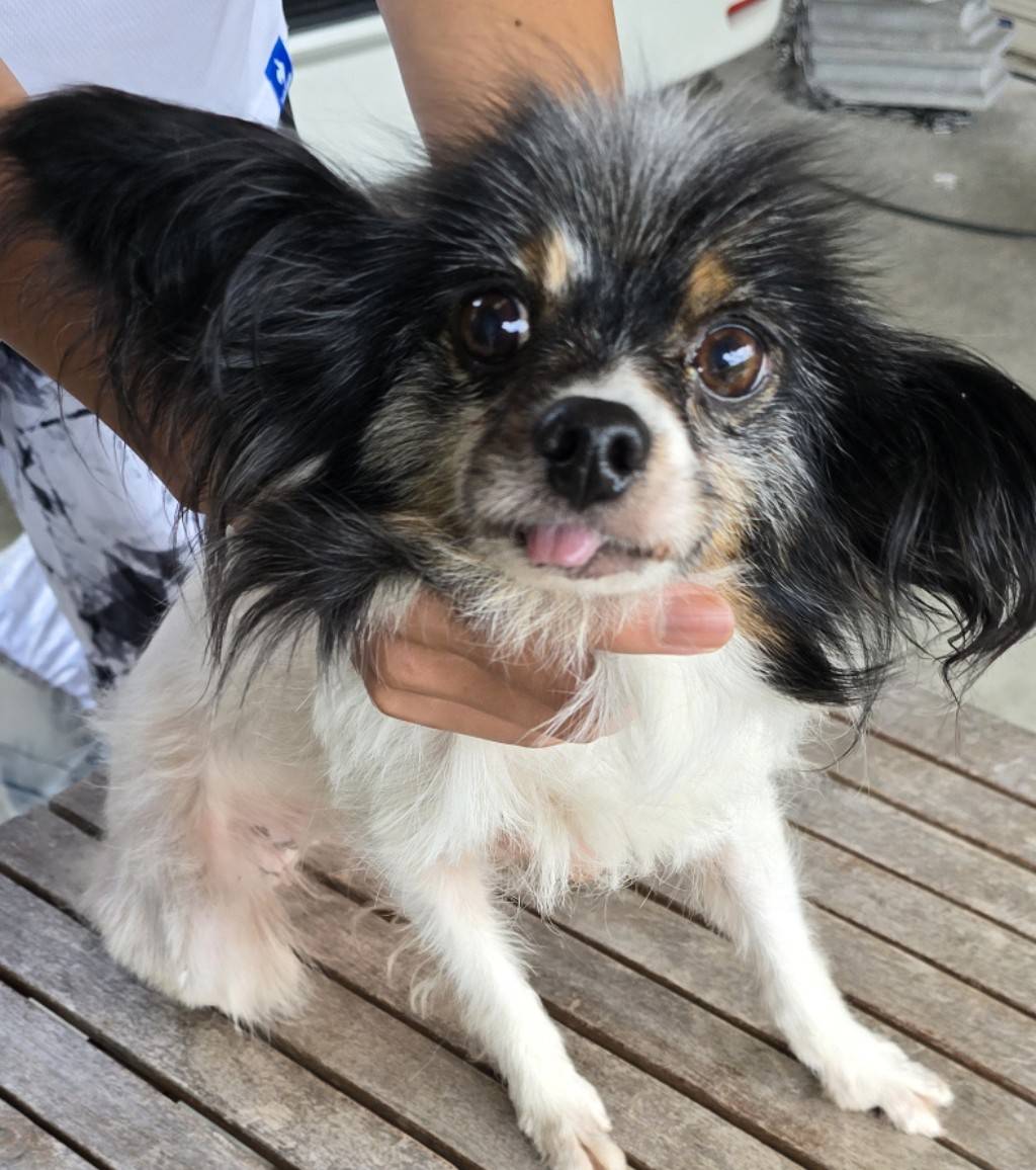 華clubで預かっている里親を探している保護犬です。