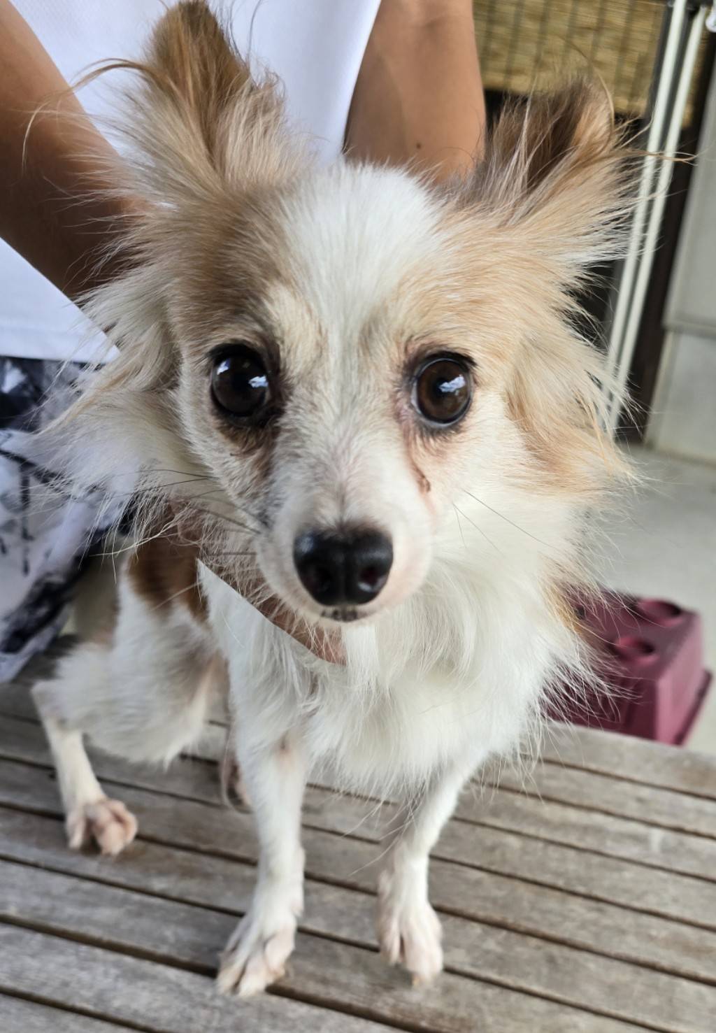 華clubで預かっている里親を探している保護犬です。