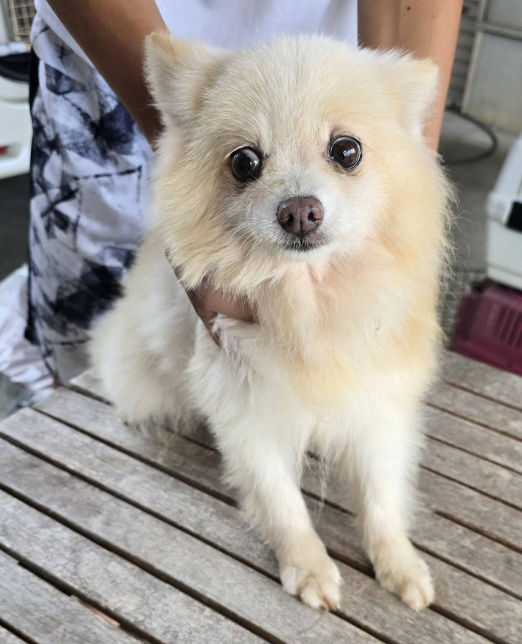 華clubで預かっている里親を探している保護犬です。