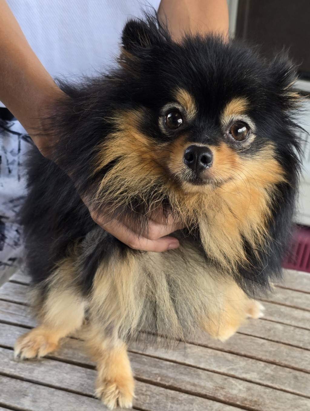 華clubで預かっている里親を探している保護犬です。