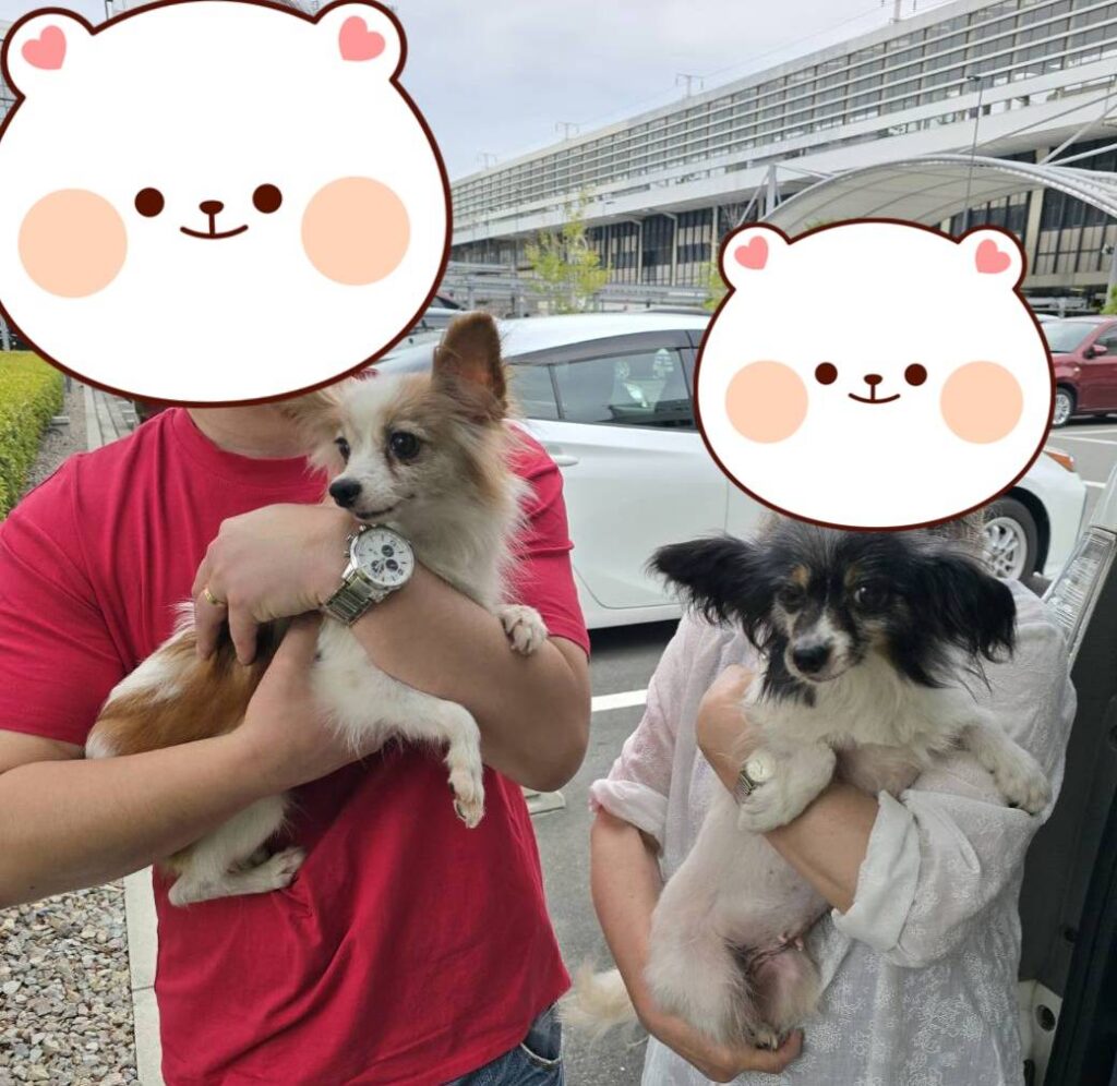 こちらの保護犬は里親様が決まりました