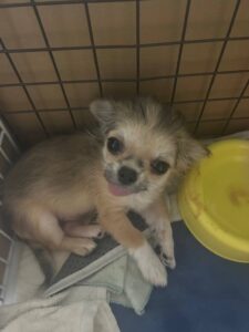 こちらの保護犬は里親様が決まりました