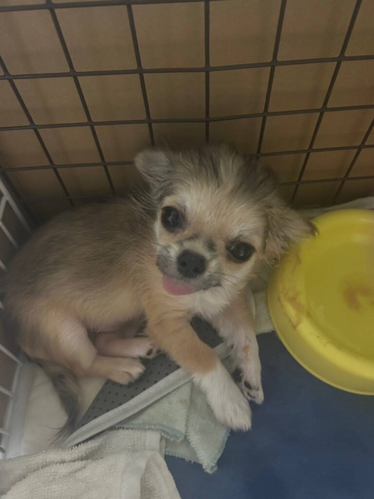 こちらの保護犬は里親様が決まりました