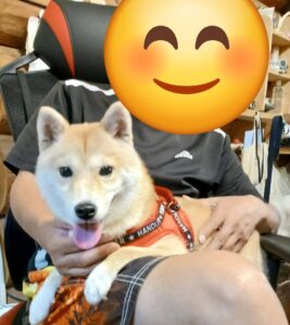こちらの保護犬は里親様が決まりました
