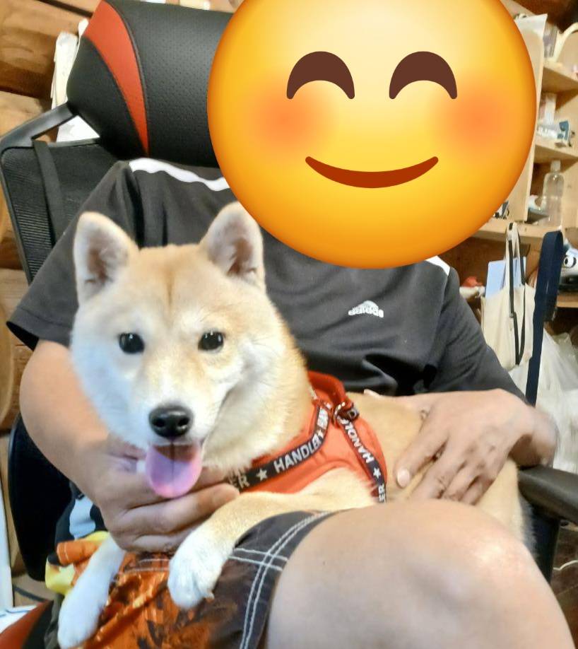 こちらの保護犬は里親様が決まりました