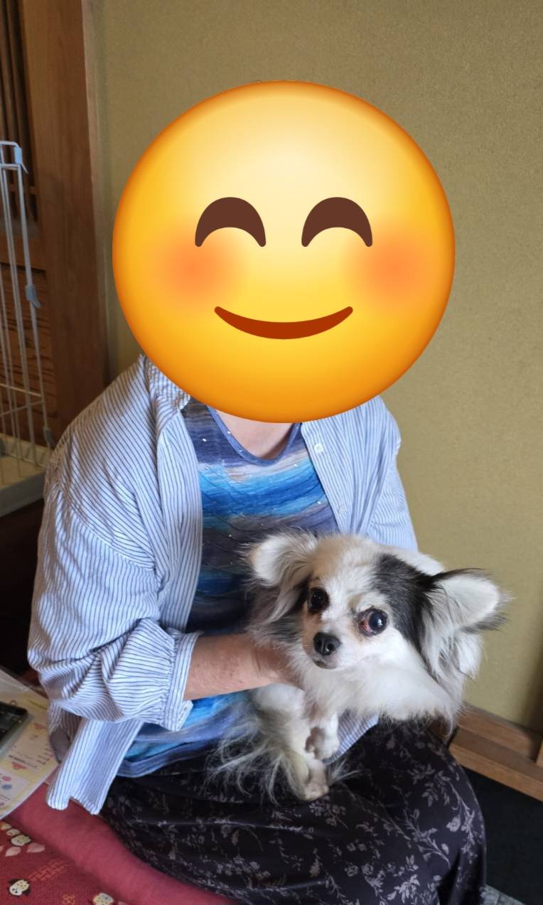 こちらの保護犬は里親様が決まりました