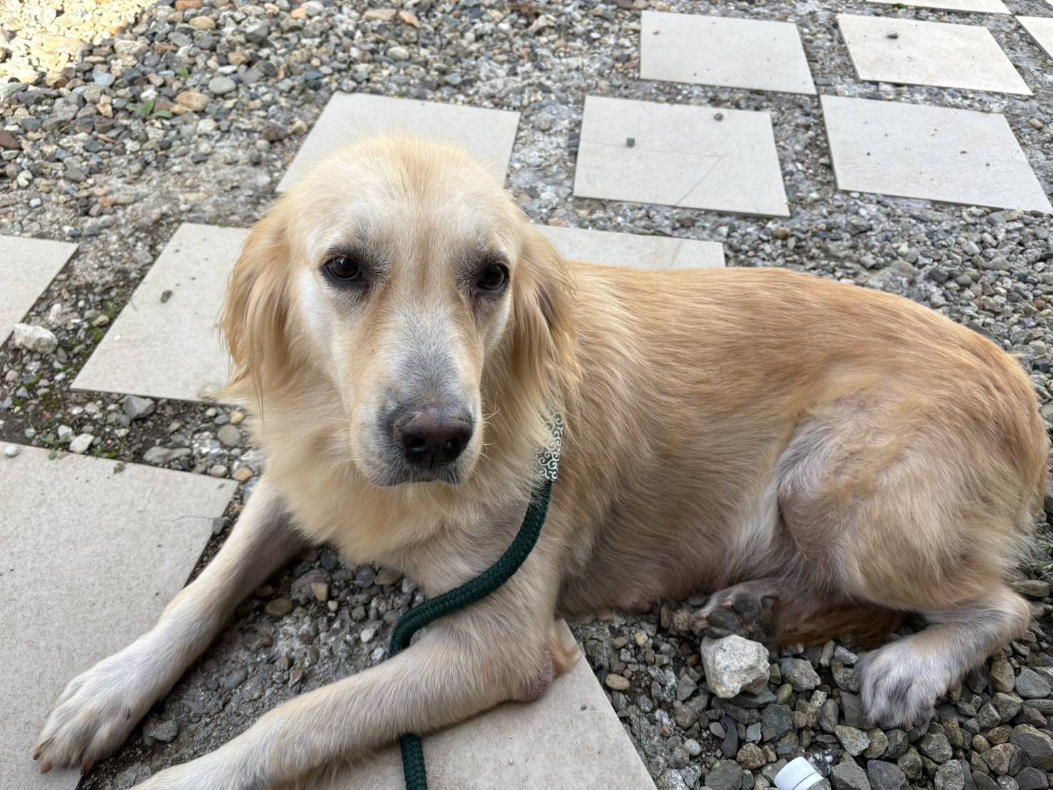 こちらの保護犬は里親様が決まりました