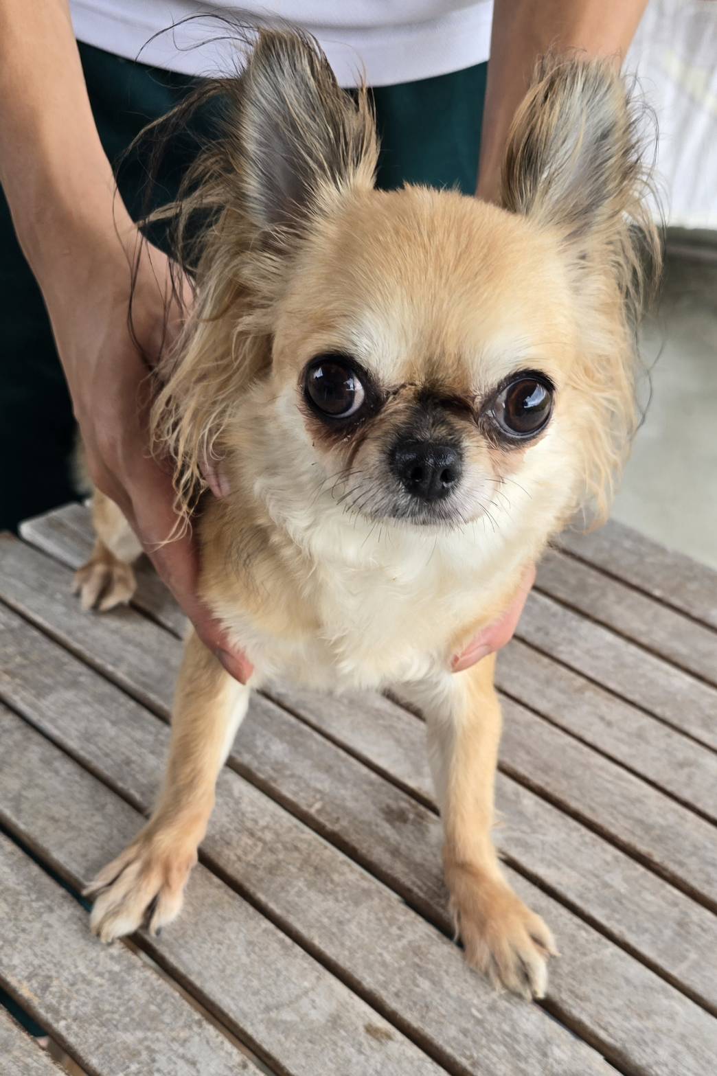 華clubで預かっている里親を探している保護犬です。