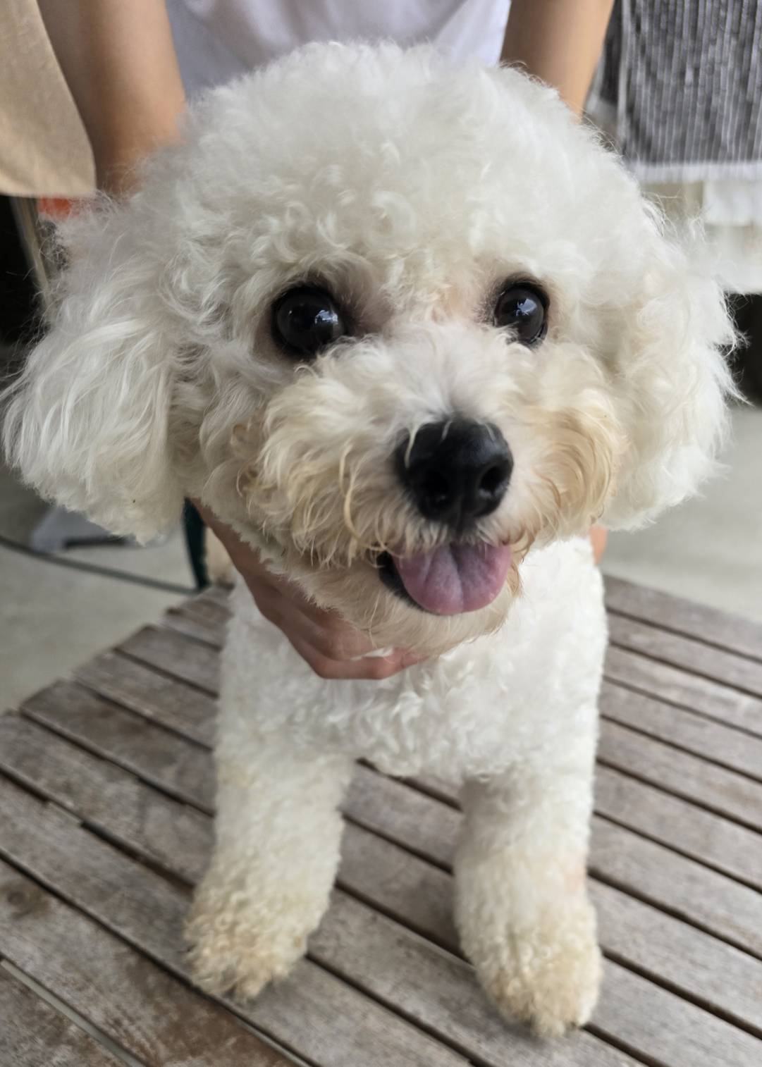 華clubで預かっている里親を探している保護犬です。