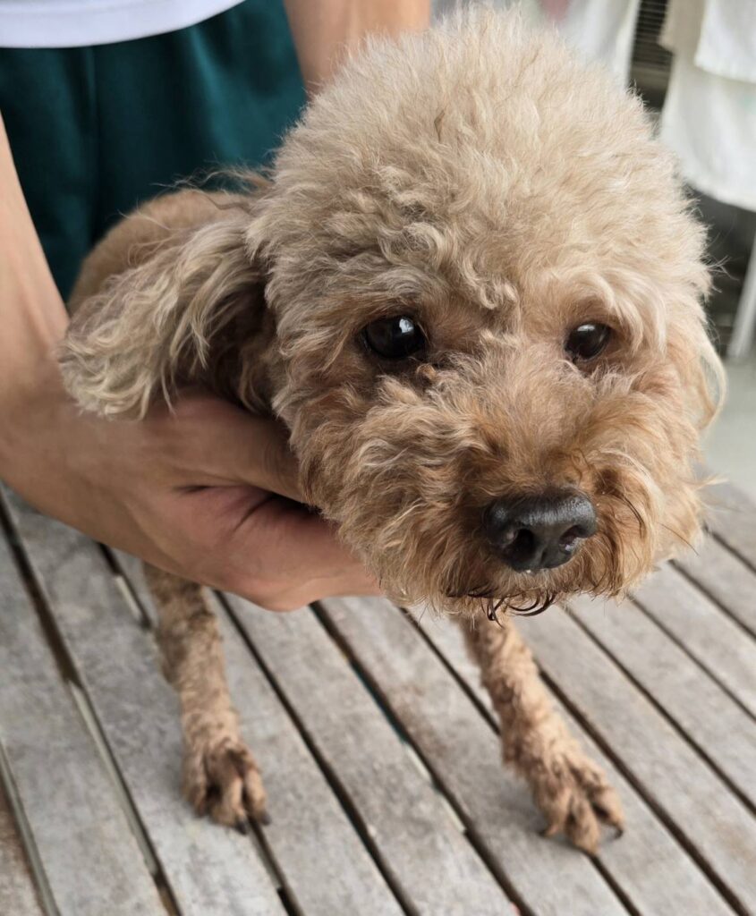 華clubで預かっている里親を探している保護犬です。
