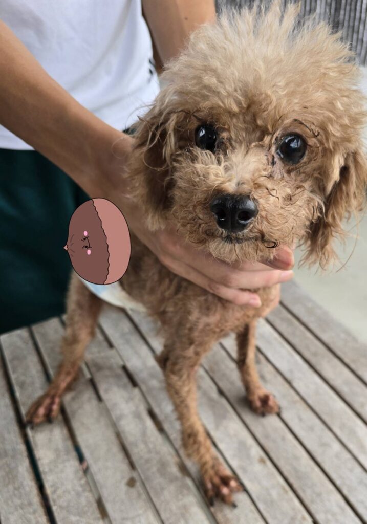 華clubで預かっている里親を探している保護犬です。