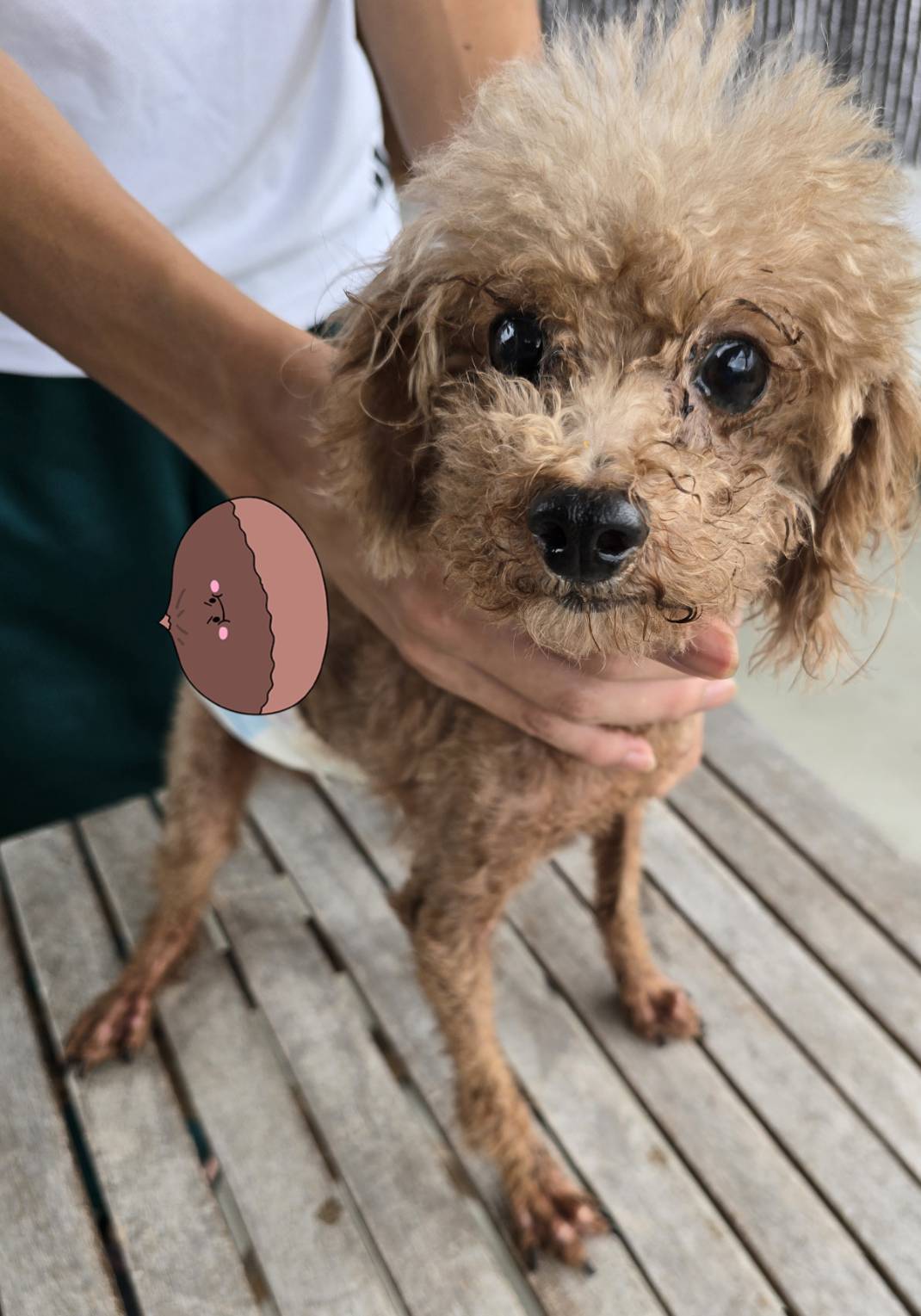華clubで預かっている里親を探している保護犬です。