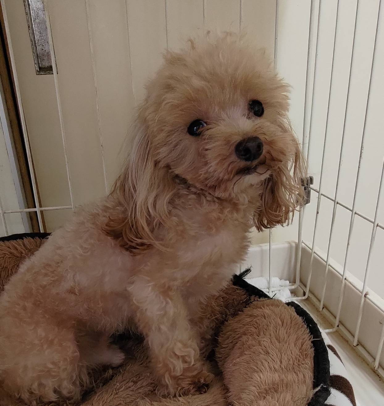 華clubで預かっている里親を探している保護犬です。