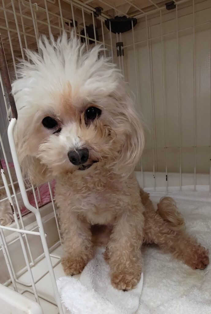 華clubで預かっている里親を探している保護犬です。
