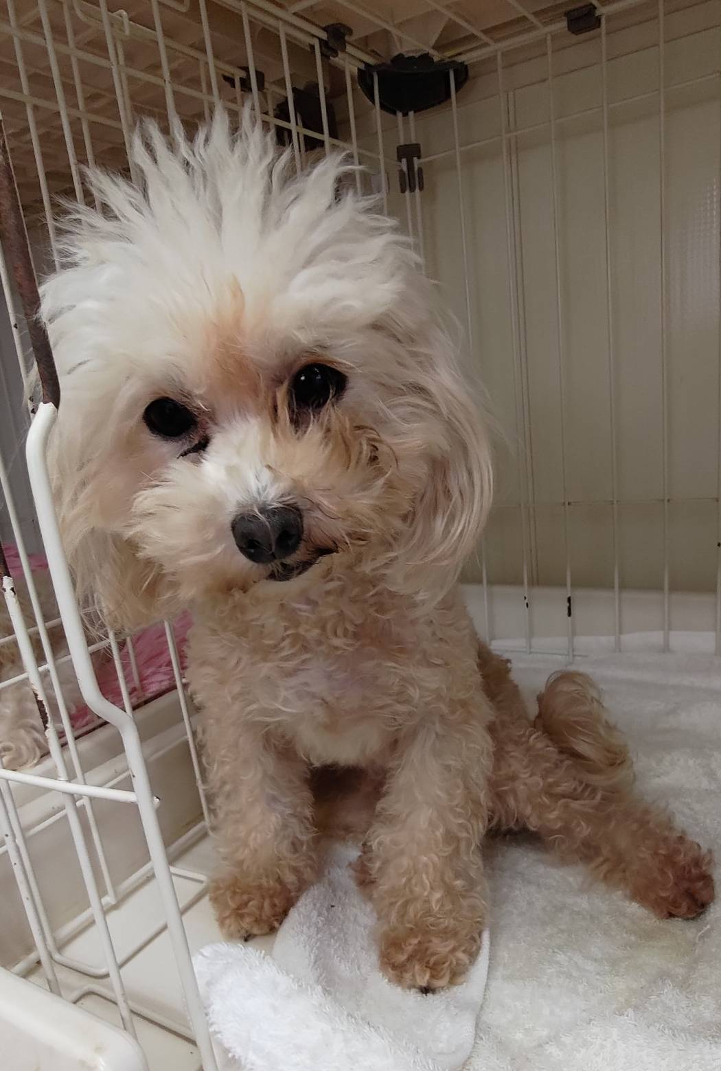 華clubで預かっている里親を探している保護犬です。