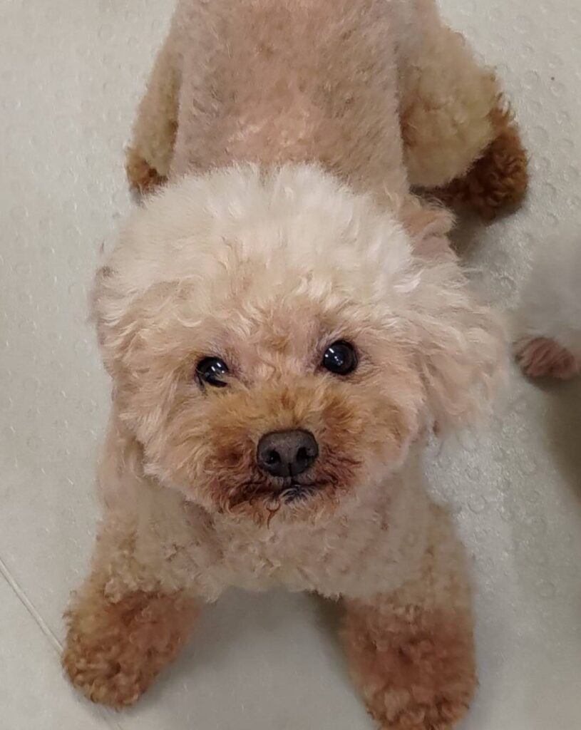 華clubで預かっている里親を探している保護犬です。