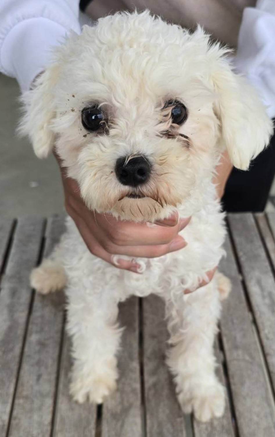 こちらの保護犬は里親様が決まりました