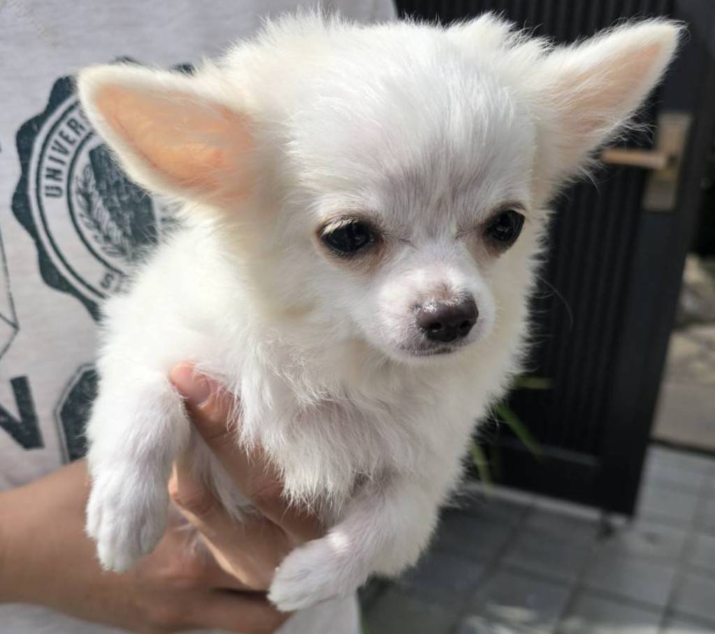 華clubで預かっている里親を探している保護犬です。