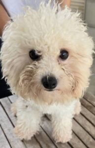 こちらの保護犬は里親様が決まりました