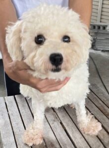 こちらの保護犬は里親様が決まりました