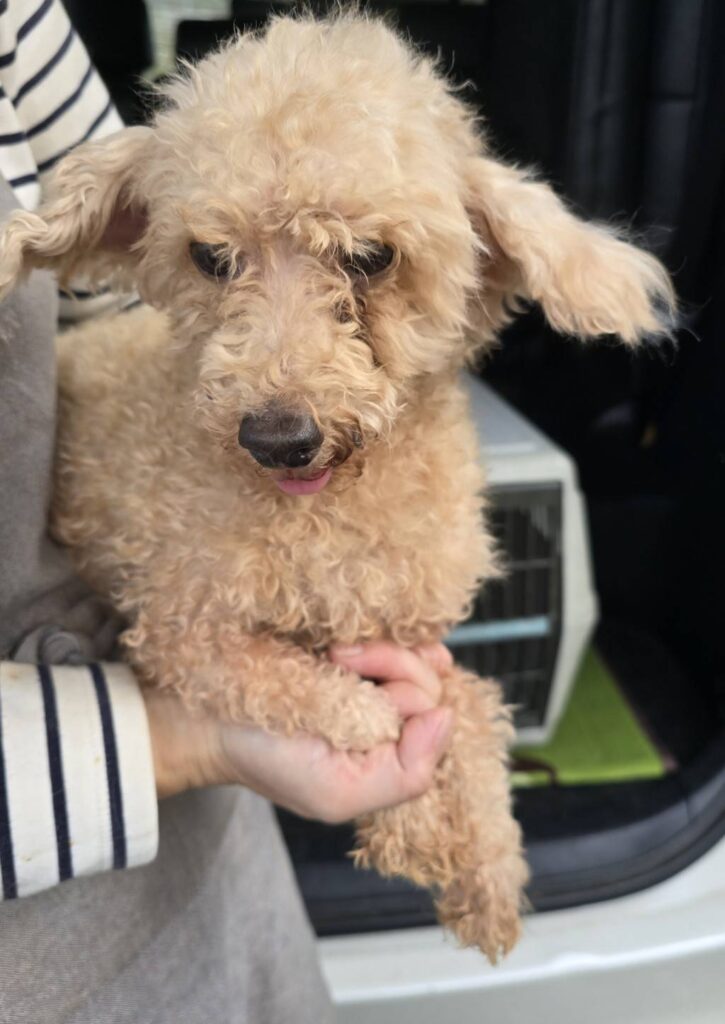 華clubで預かっている里親を探している保護犬です。