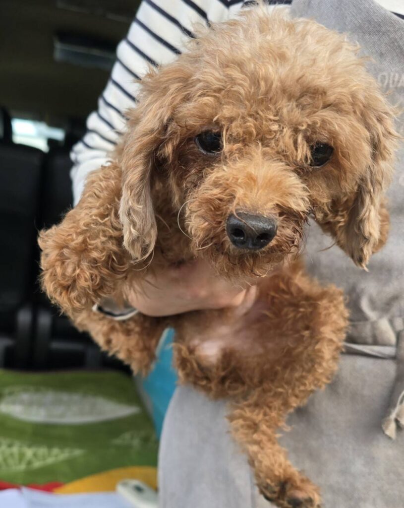 華clubで預かっている里親を探している保護犬です。