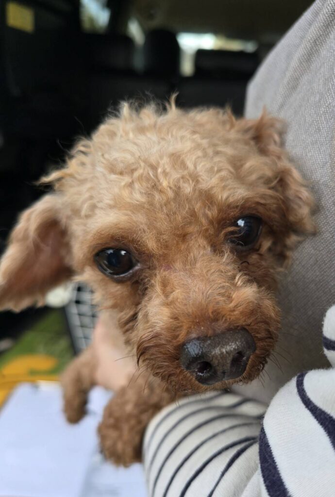 華clubで預かっている里親を探している保護犬です。