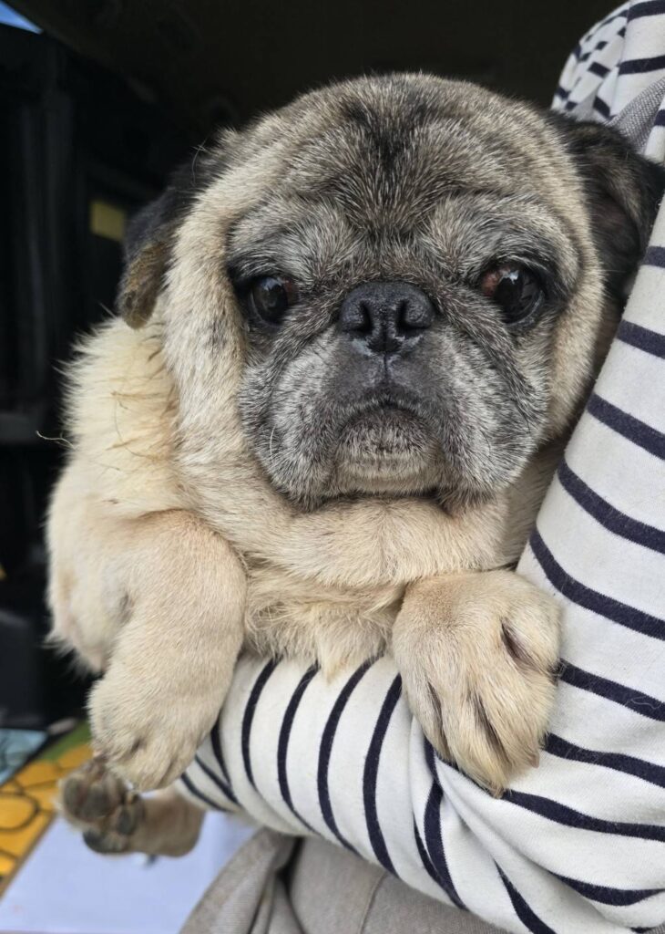 華clubで預かっている里親を探している保護犬です。