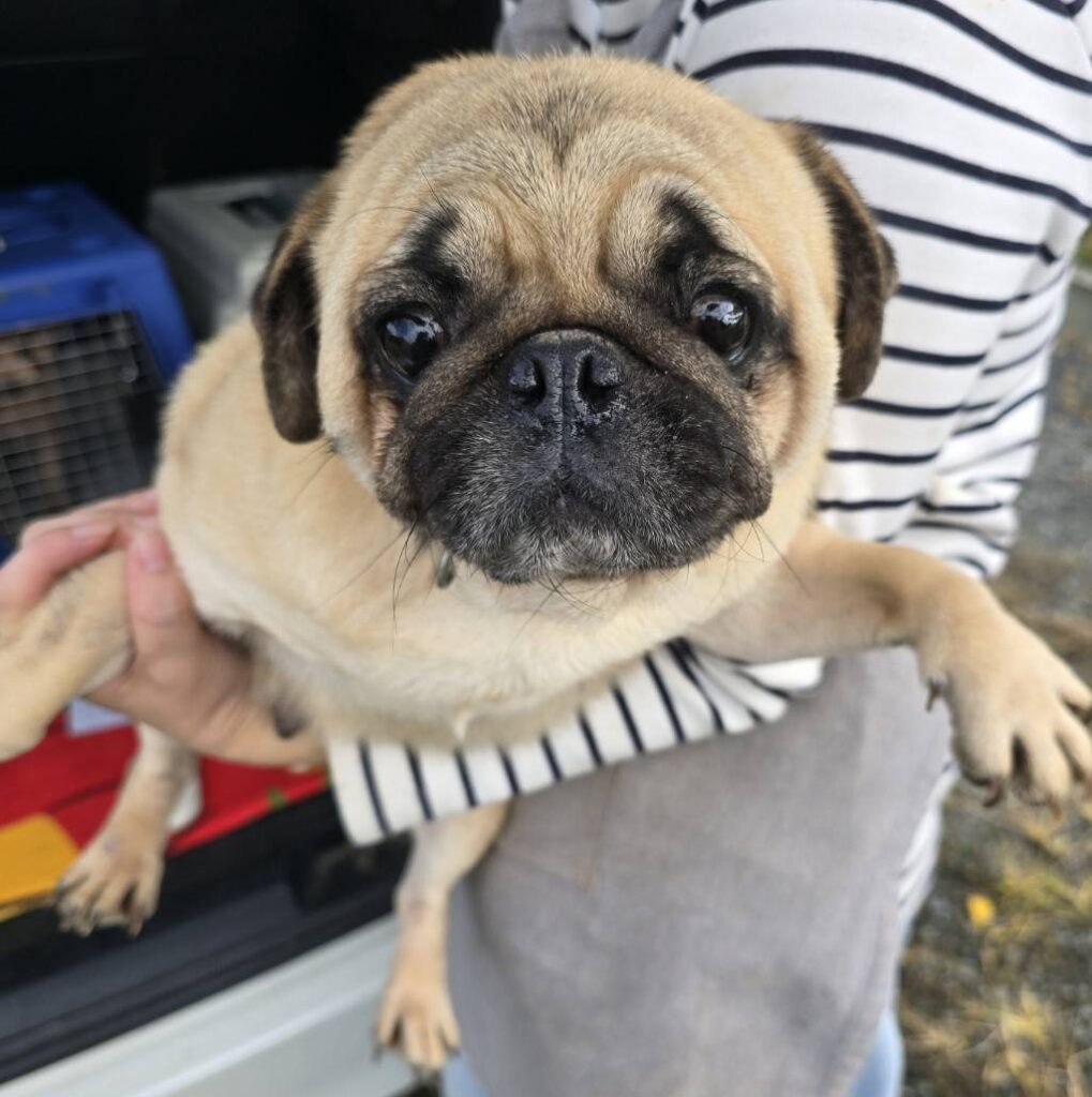 華clubで預かっている里親を探している保護犬です。