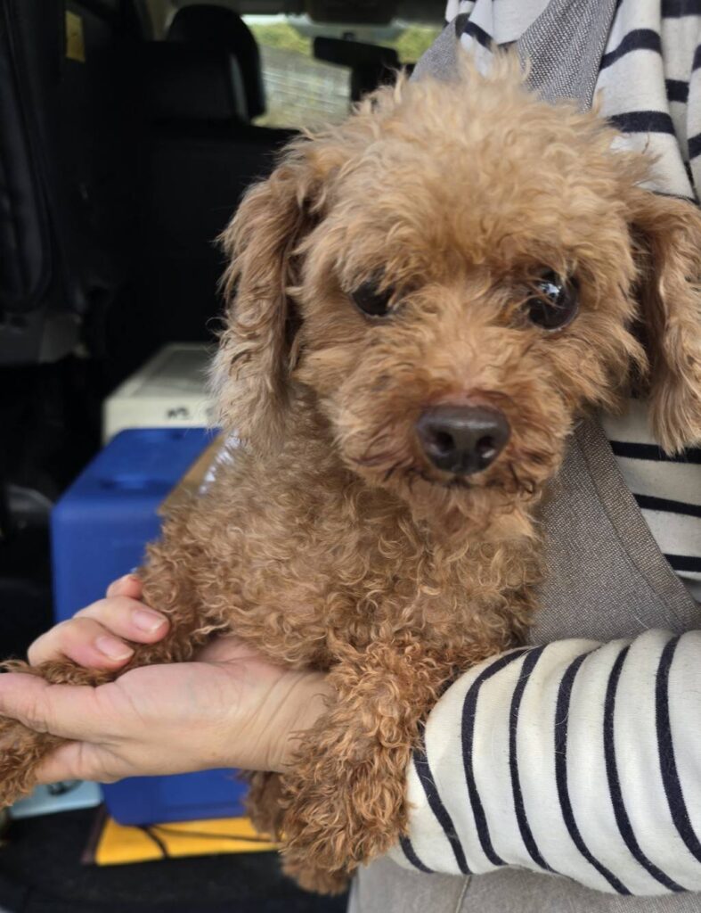 華clubで預かっている里親を探している保護犬です。