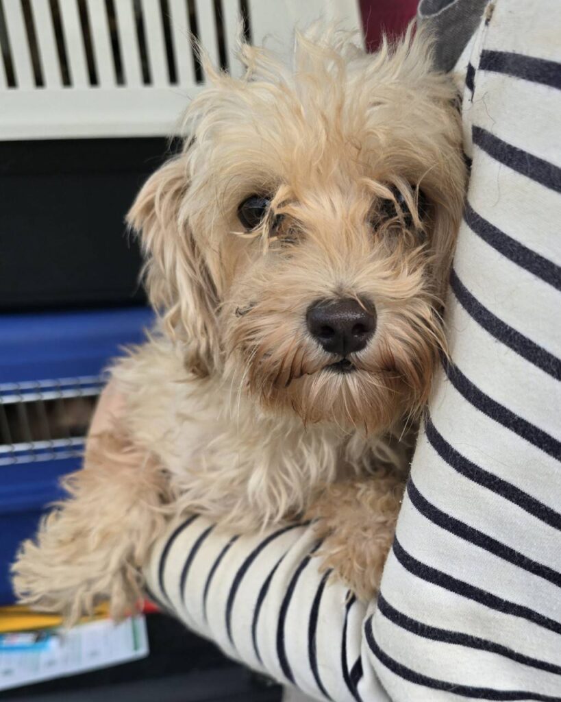 華clubで預かっている里親を探している保護犬です。