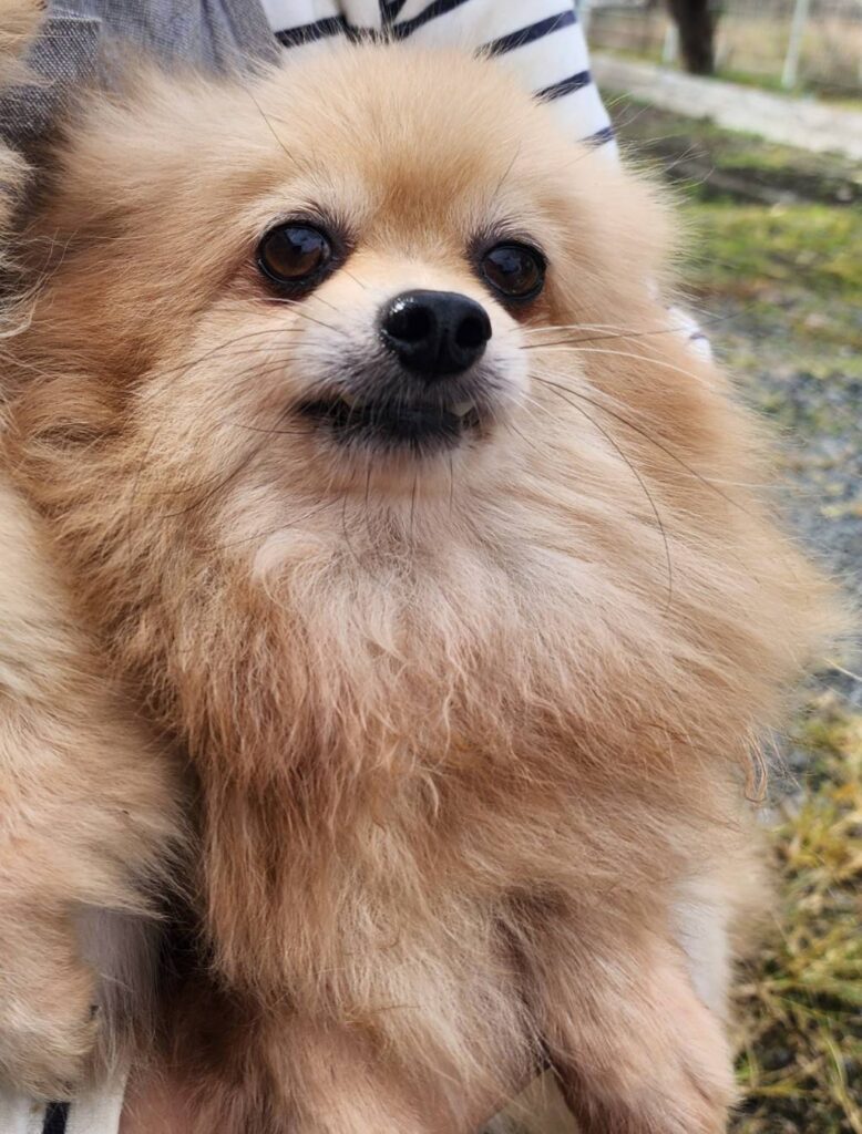 華clubで預かっている里親を探している保護犬です。