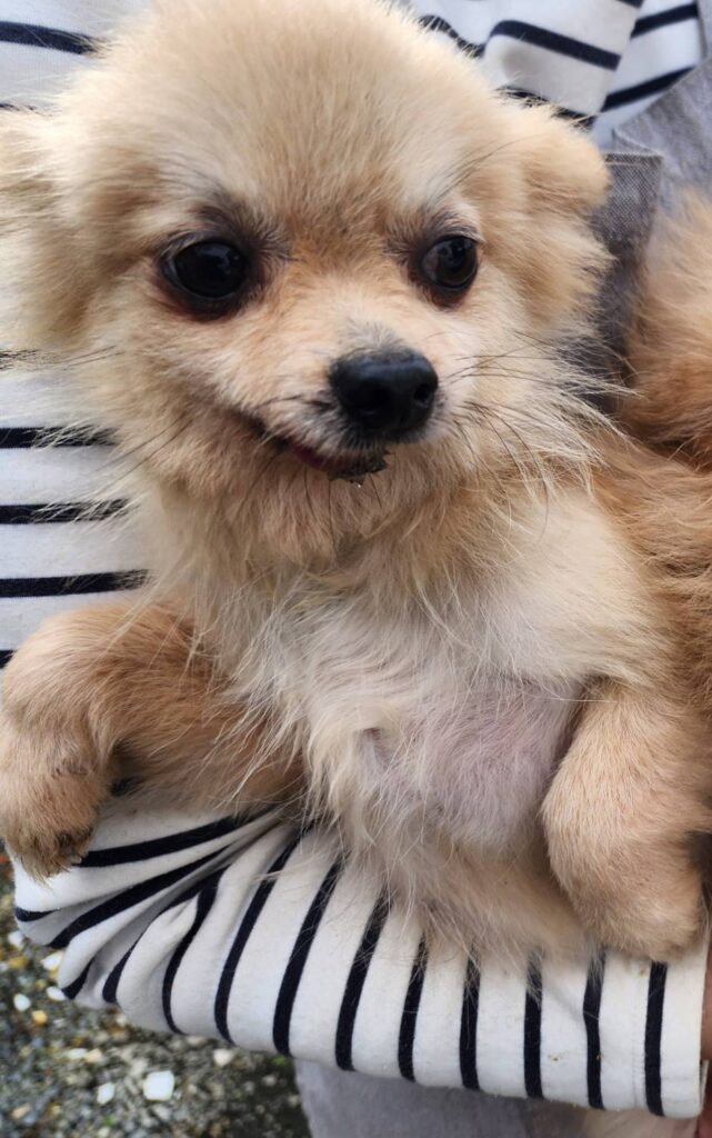 華clubで預かっている里親を探している保護犬です。