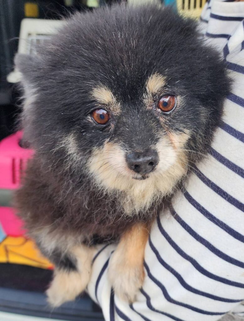 華clubで預かっている里親を探している保護犬です。