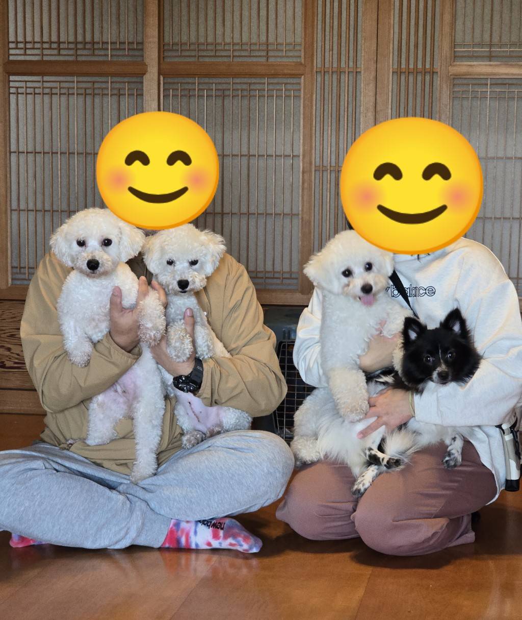 こちらの保護犬は里親様が決まりました