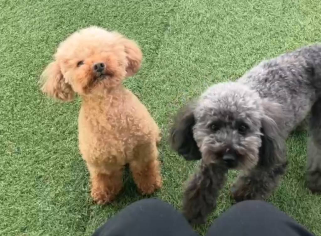 こちらの保護犬は里親様が決まりました