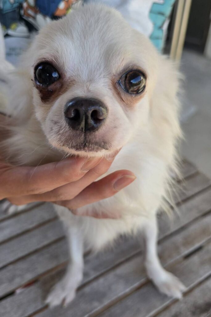 華clubで預かっている里親を探している保護犬です。