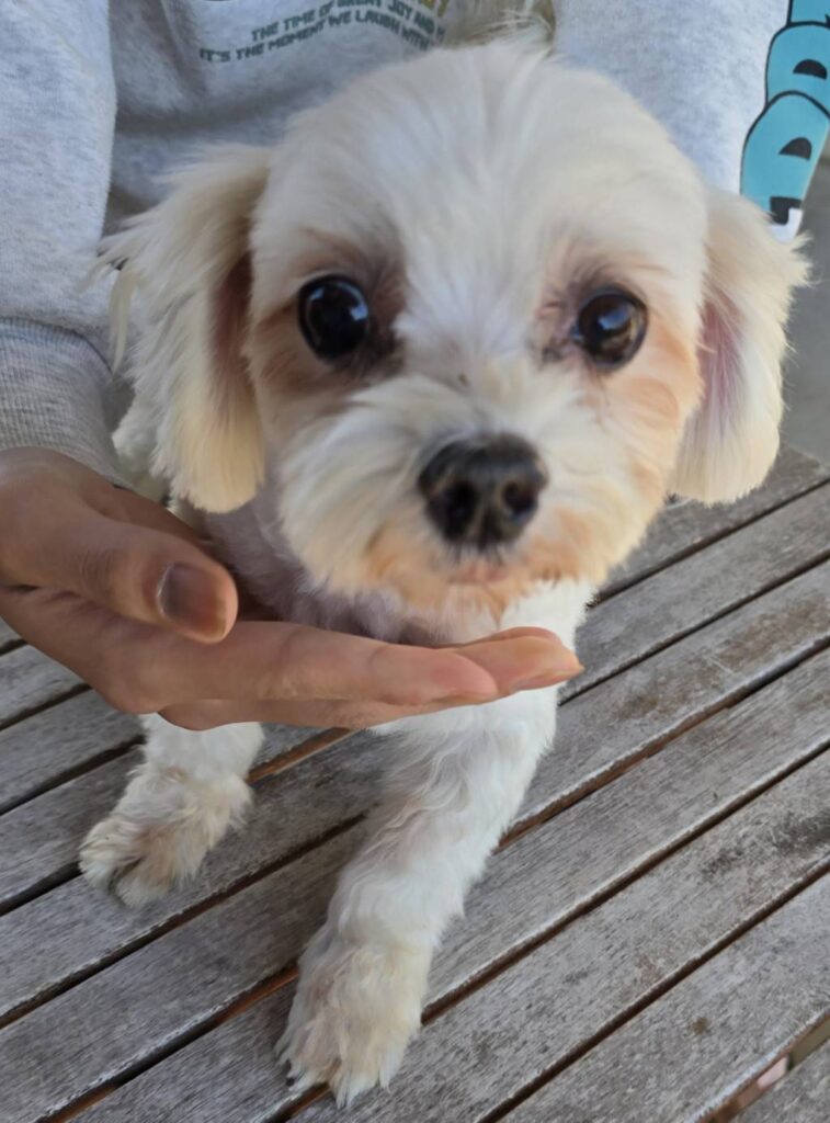 華clubで預かっている里親を探している保護犬です。