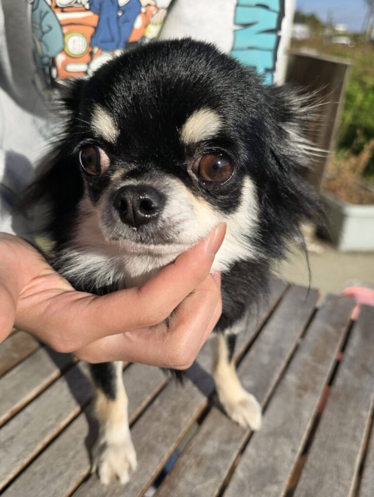 華clubで預かっている里親を探している保護犬です。