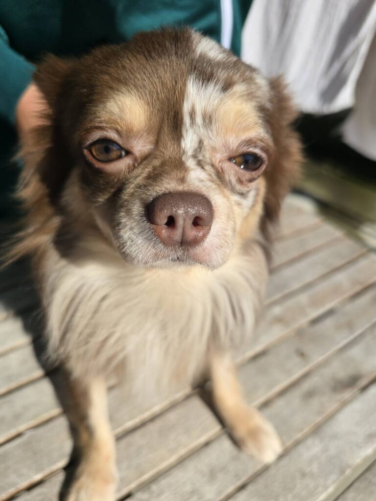 華clubで預かっている里親を探している保護犬です。