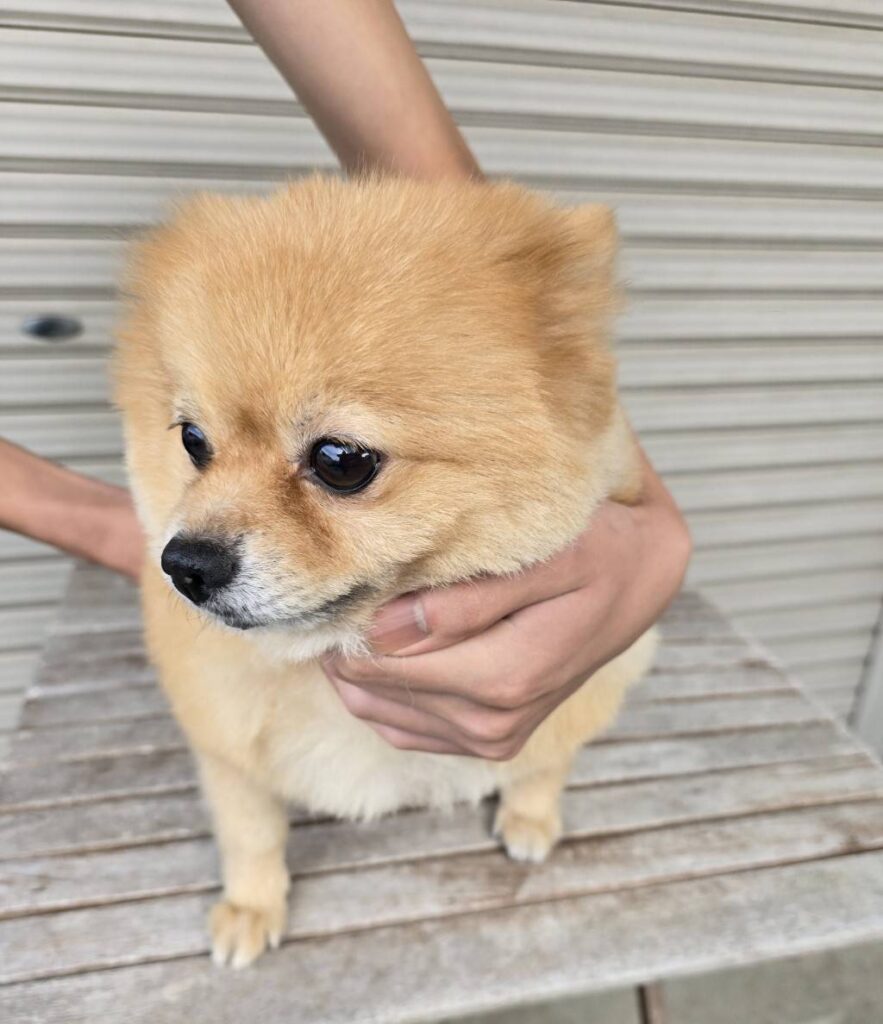 華clubで預かっている里親を探している保護犬です。