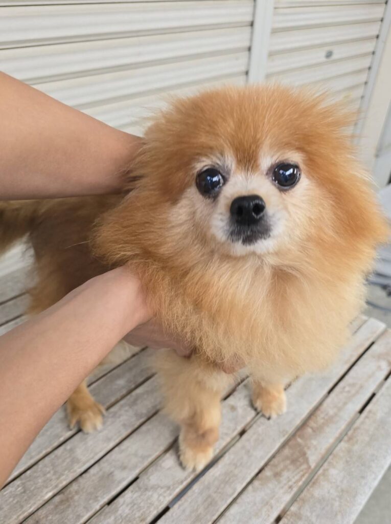 華clubで預かっている里親を探している保護犬です。