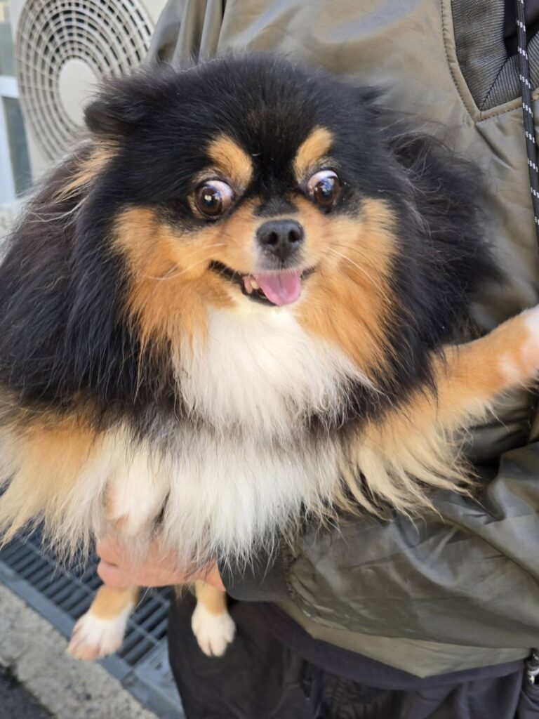 華clubで預かっている里親を探している保護犬です。