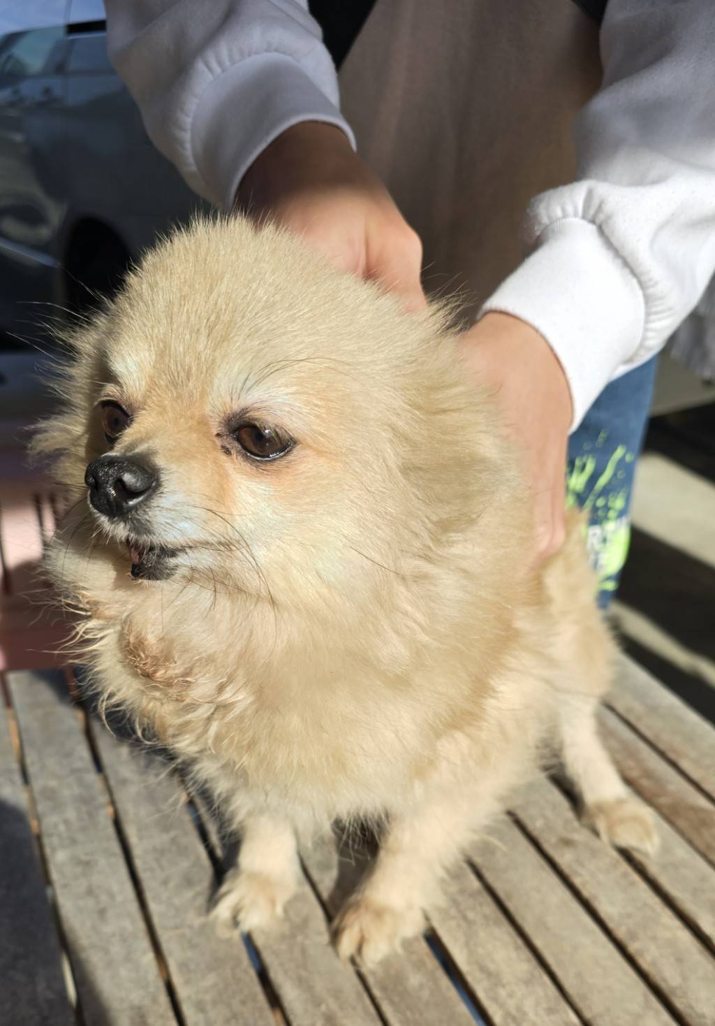 華clubで預かっている里親を探している保護犬です。