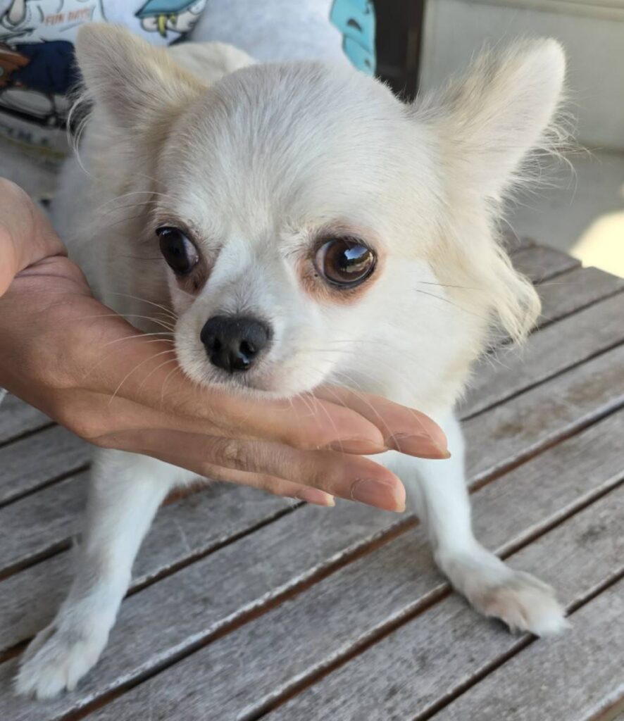 華clubで預かっている里親を探している保護犬です。