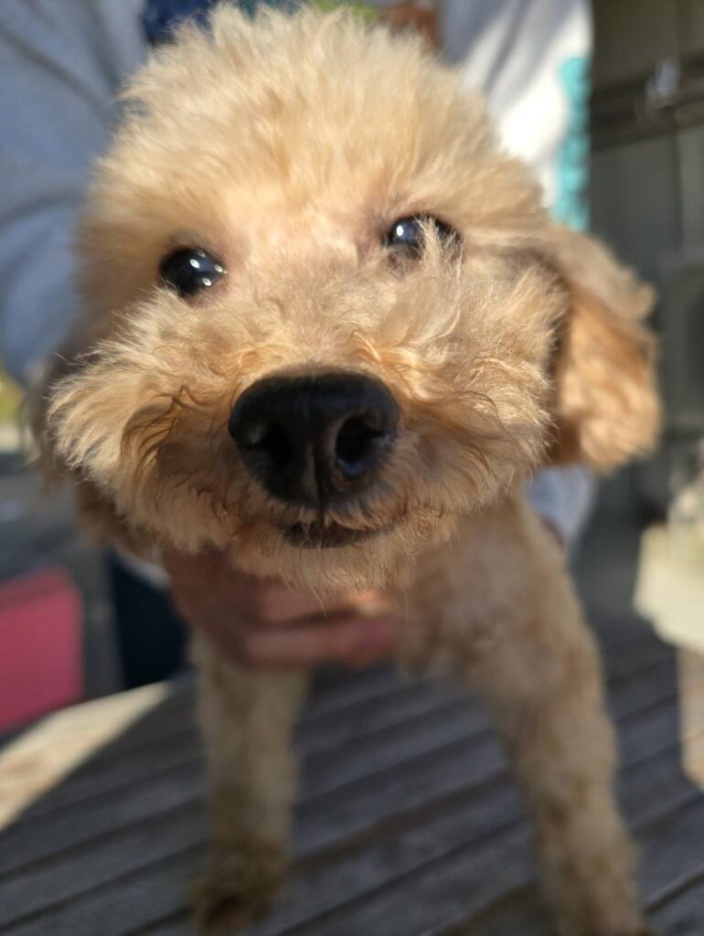 華clubで預かっている里親を探している保護犬です。