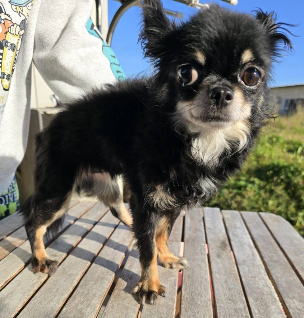 華clubで預かっている里親を探している保護犬です。