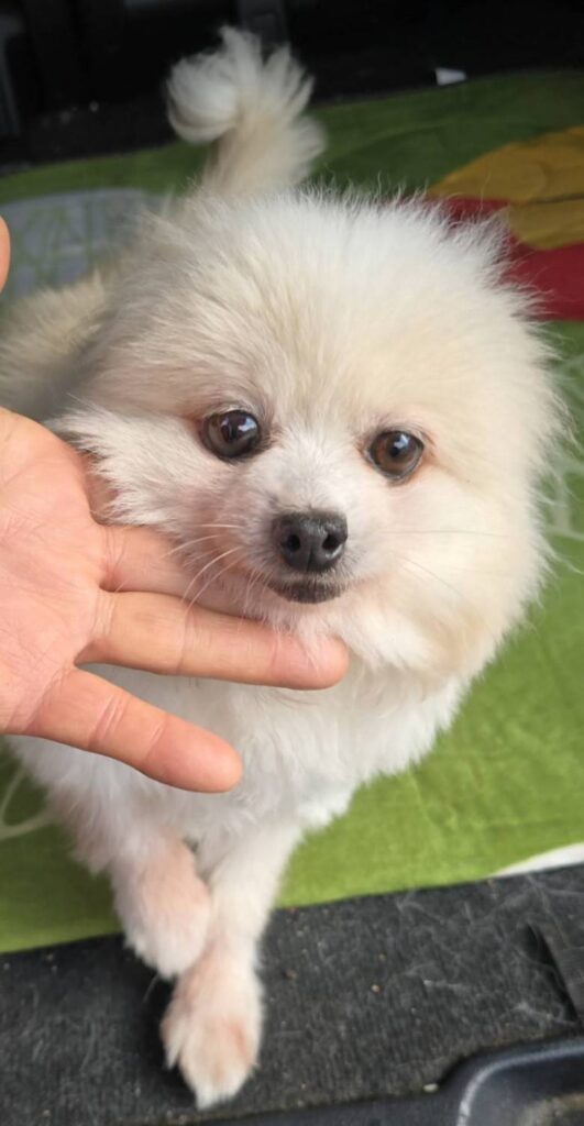 華clubで預かっている里親を探している保護犬です。